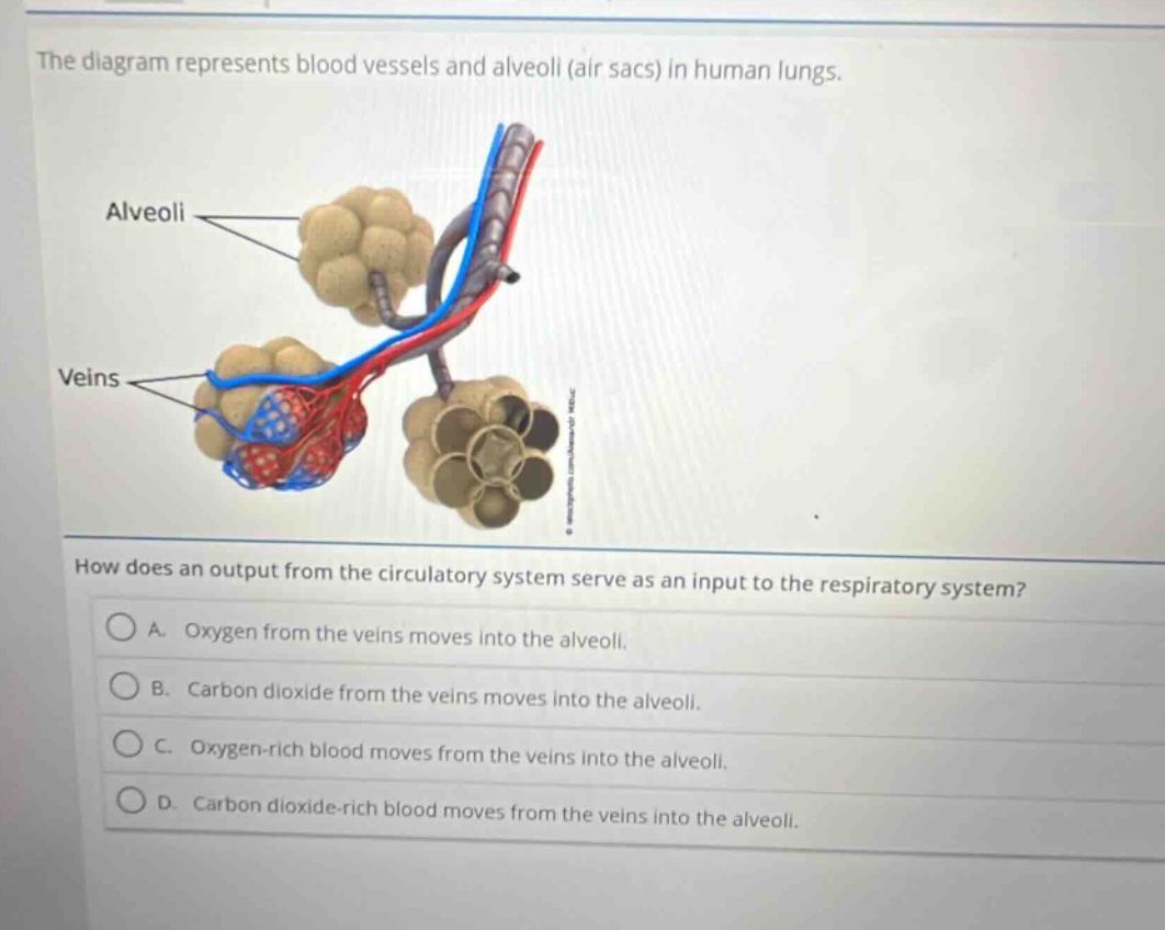 the diagram represents blood vessels and alveoli (air sacs) in human lungs. how does an output from the circulatory system serve as an input to the respiratory system? a. oxygen from the veins moves into the alveoli. b. carbon dioxide from the veins moves into the alveoli. c. oxygen - rich blood moves from the veins into the alveoli. d. carbon dioxide - rich blood moves from the veins into the alveoli.