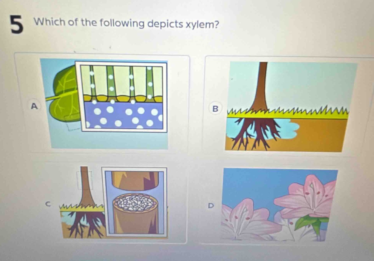 5 which of the following depicts xylem?