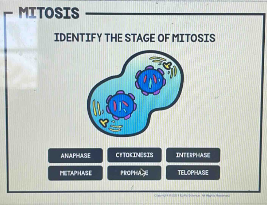 mitosis identify the stage of mitosis anaphase cytokinesis interphase metaphase prophase telophase