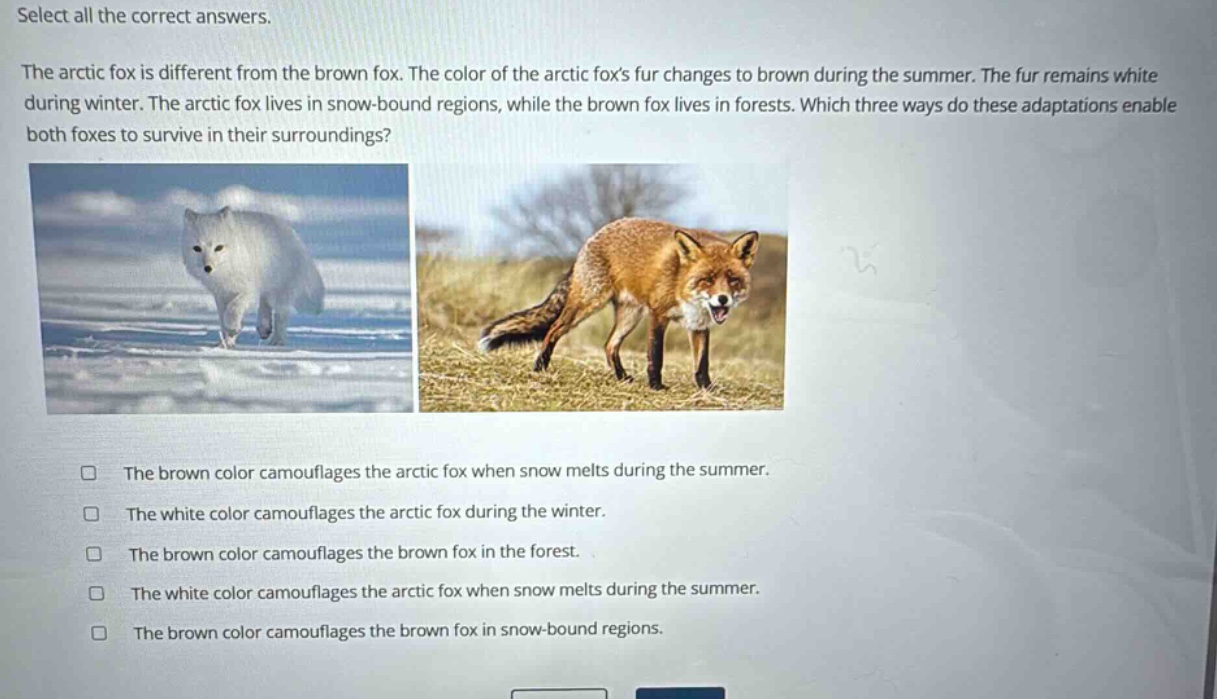select all the correct answers. the arctic fox is different from the brown fox. the color of the arctic foxs fur changes to brown during the summer. the fur remains white during winter. the arctic fox lives in snow - bound regions, while the brown fox lives in forests. which three ways do these adaptations enable both foxes to survive in their surroundings? the brown color camouflages the arctic fox when snow melts during the summer. the white color camouflages the arctic fox during the winter. the brown color camouflages the brown fox in the forest. the white color camouflages the arctic fox when snow melts during the summer. the brown color camouflages the brown fox in snow - bound regions.