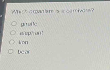 which organism is a carnivore?\no giraffe\no elephant\no lion\no bear
