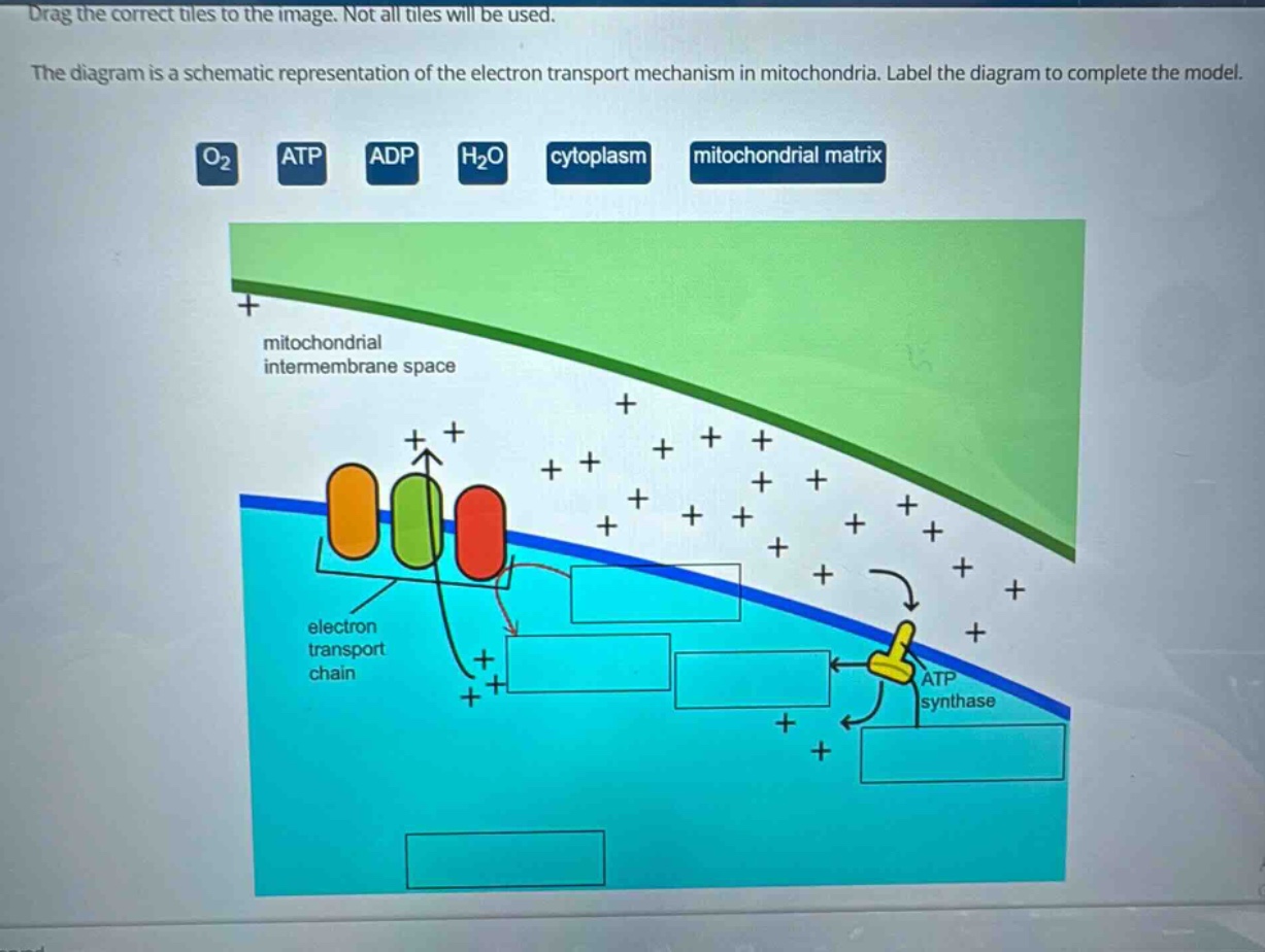 drag the correct tiles to the image. not all tiles will be used. the diagram is a schematic representation of the electron transport mechanism in mitochondria. label the diagram to complete the model. o₂ atp adp h₂o cytoplasm mitochondrial matrix mitochondrial intermembrane space electron transport chain atp synthase