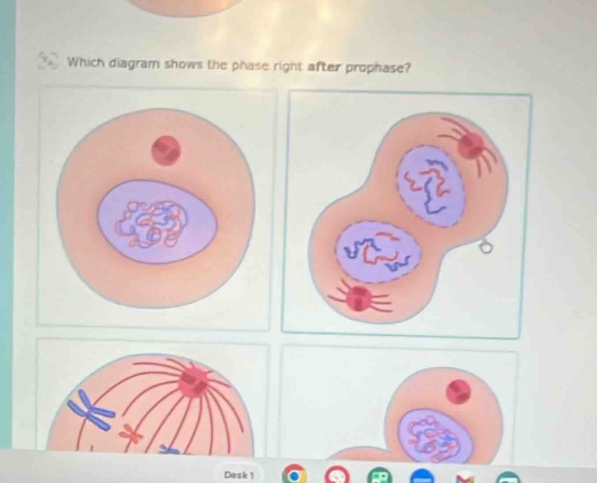 which diagram shows the phase right after prophase?