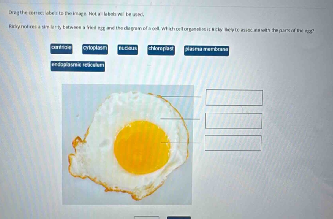 drag the correct labels to the image. not all labels will be used. ricky notices a similarity between a fried egg and the diagram of a cell. which cell organelles is ricky likely to associate with the parts of the egg? centriole cytoplasm nucleus chloroplast plasma membrane endoplasmic reticulum