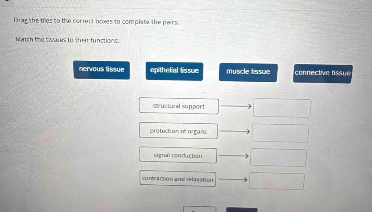 drag the tiles to the correct boxes to complete the pairs. match the tissues to their functions. nervous tissue epithelial tissue muscle tissue connective tissue structural support protection of organs signal conduction contraction and relaxation