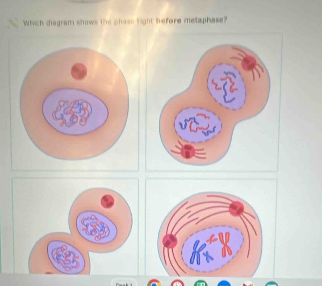 which diagram shows the phase right before metaphase?