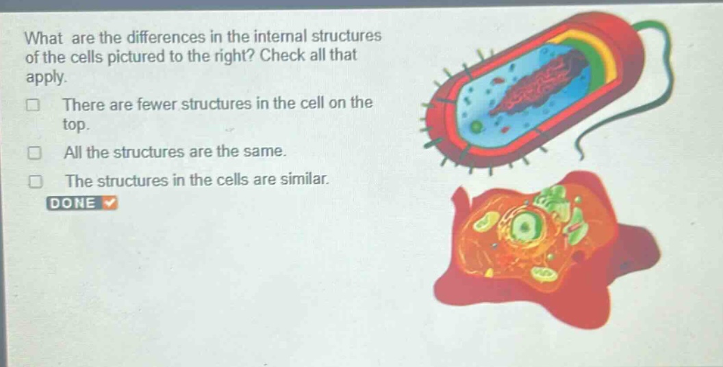 what are the differences in the internal structures of the cells pictured to the right? check all that apply. there are fewer structures in the cell on the top. all the structures are the same. the structures in the cells are similar. done