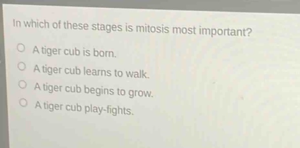 in which of these stages is mitosis most important?\no a tiger cub is born.\no a tiger cub learns to walk.\no a tiger cub begins to grow.\no a tiger cub play - fights.