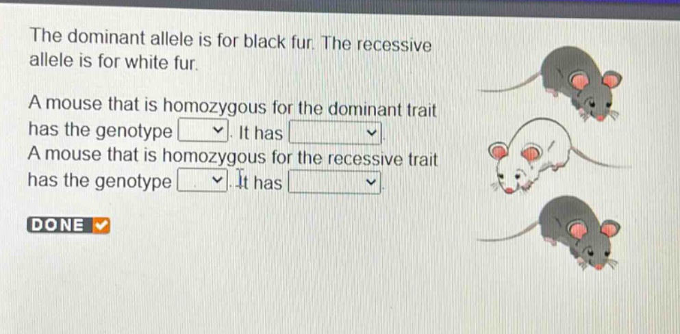 the dominant allele is for black fur. the recessive allele is for white fur. a mouse that is homozygous for the dominant trait has the genotype. it has. a mouse that is homozygous for the recessive trait has the genotype. it has. done