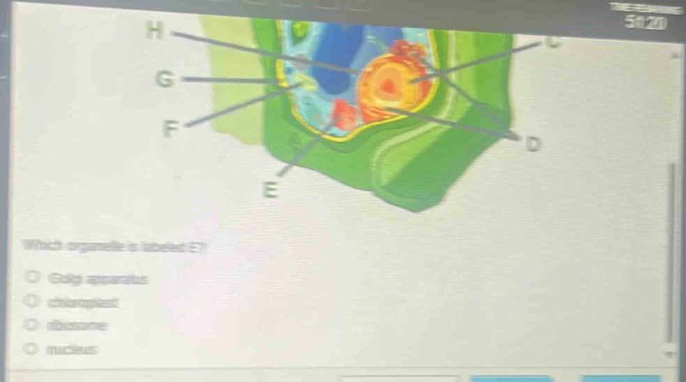 which organelle is labeled e?\ngolgi apparatus\nchloroplast\nribosome\nnucleus