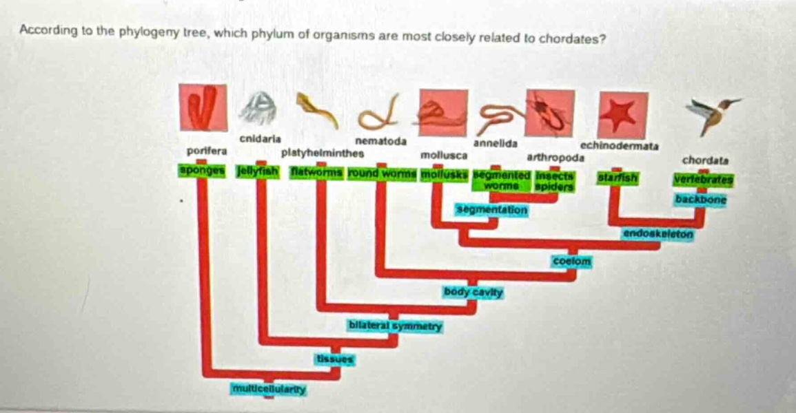 according to the phylogeny tree, which phylum of organisms are most closely related to chordates?