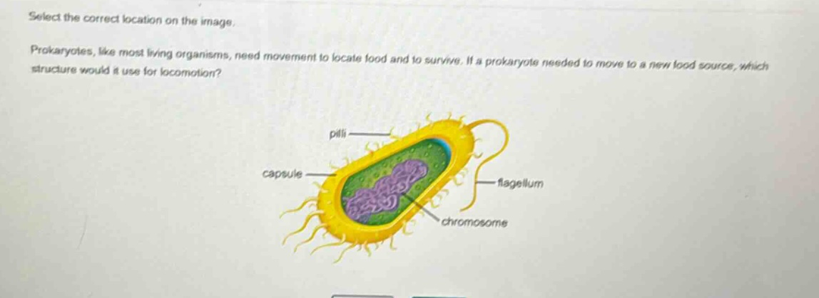 select the correct location on the image. prokaryotes, like most living organisms, need movement to locate food and to survive. if a prokaryote needed to move to a new food source, which structure would it use for locomotion? pili capsule flagellum chromosome