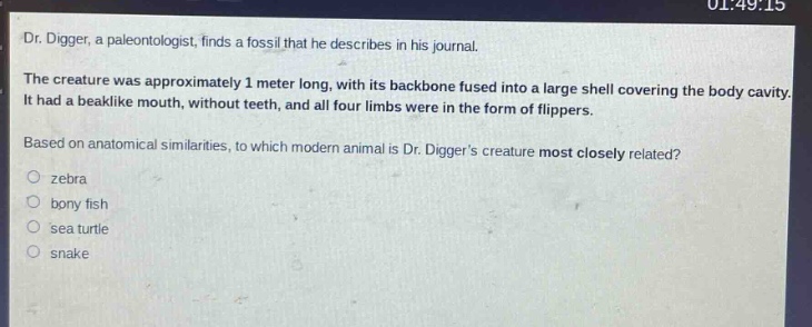 dr. digger, a paleontologist, finds a fossil that he describes in his journal. the creature was approximately 1 meter long, with its backbone fused into a large shell covering the body cavity. it had a beak - like mouth, without teeth, and all four limbs were in the form of flippers. based on anatomical similarities, to which modern animal is dr. diggers creature most closely related? zebra bony fish sea turtle snake