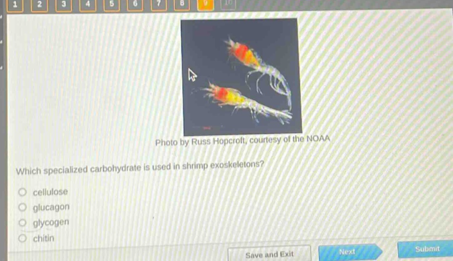 which specialized carbohydrate is used in shrimp exoskeletons?\ncellulose\nglucagon\nglycogen\nchitin