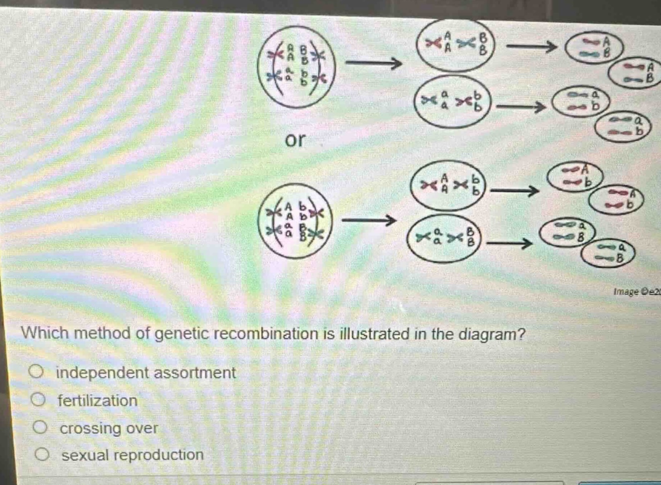 which method of genetic recombination is illustrated in the diagram?\nindependent assortment\nfertilization\ncrossing over\nsexual reproduction