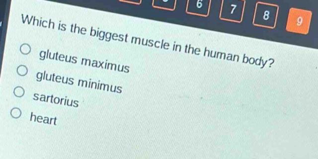 which is the biggest muscle in the human body?\no gluteus maximus\no gluteus minimus\no sartorius\no heart