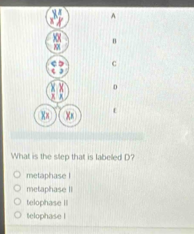 what is the step that is labeled d?\no metaphase i\no metaphase ii\no telophase ii\no telophase i