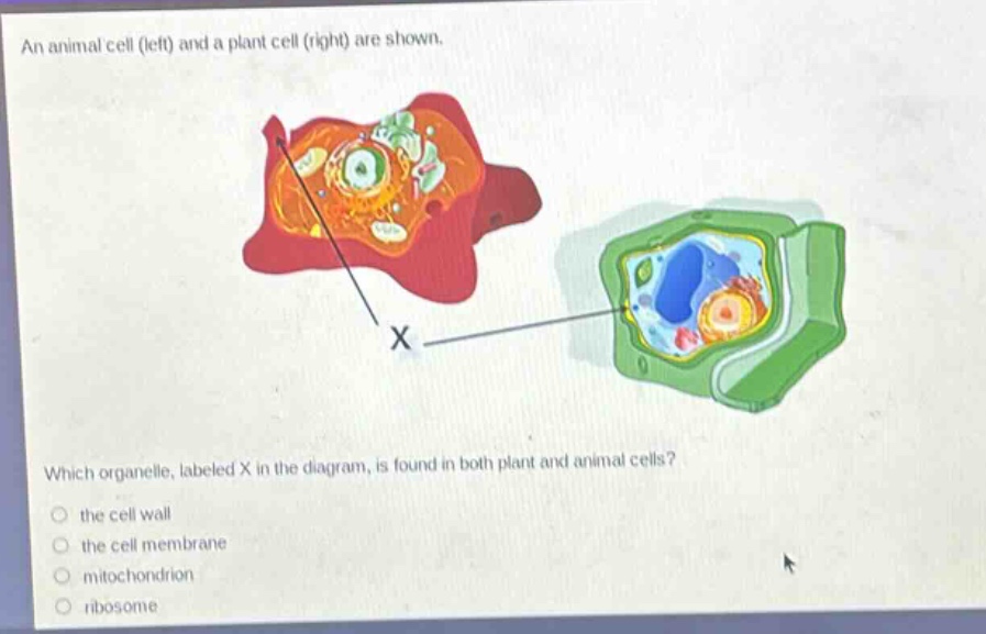 an animal cell (left) and a plant cell (right) are shown. which organelle, labeled x in the diagram, is found in both plant and animal cells? the cell wall the cell membrane mitochondrion ribosome