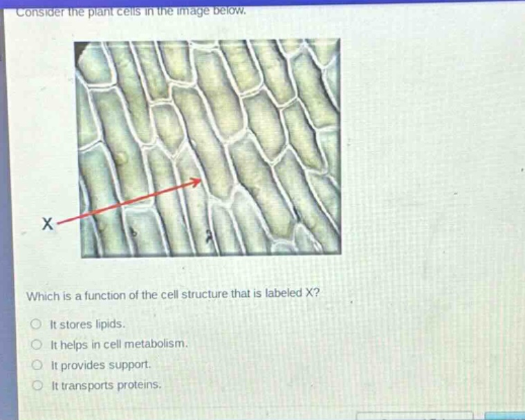 consider the plant cells in the image below. which is a function of the cell structure that is labeled x? it stores lipids. it helps in cell metabolism. it provides support. it transports proteins.