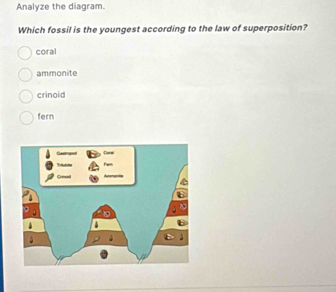 analyze the diagram. which fossil is the youngest according to the law of superposition? coral ammonite crinoid fern