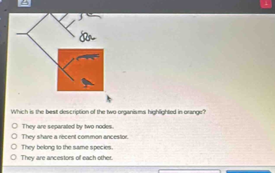 which is the best description of the two organisms highlighted in orange?\no they are separated by two nodes.\no they share a recent common ancestor.\no they belong to the same species.\no they are ancestors of each other.
