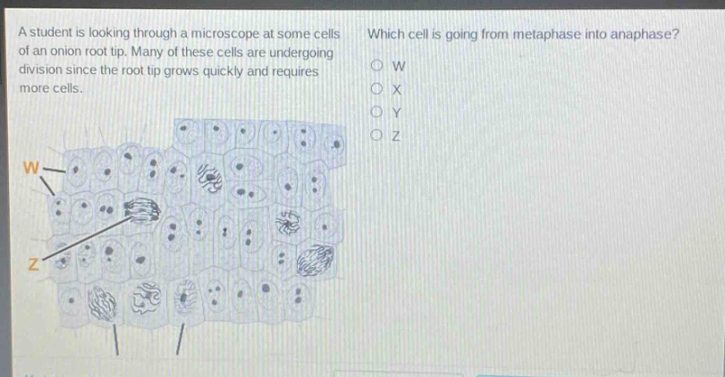 a student is looking through a microscope at some cells of an onion root tip. many of these cells are undergoing division since the root tip grows quickly and requires more cells. which cell is going from metaphase into anaphase? o w o x o y o z