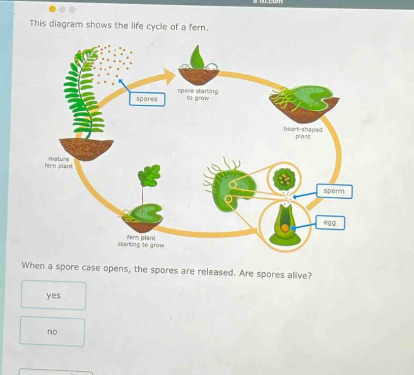 this diagram shows the life cycle of a fern. when a spore case opens, the spores are released. are spores alive? yes no