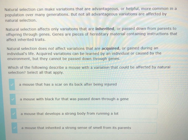 natural selection can make variations that are advantageous, or helpful, more common in a population over many generations. but not all advantageous variations are affected by natural selection. natural selection affects only variations that are inherited, or passed down from parents to offspring through genes. genes are pieces of hereditary material containing instructions that affect inherited traits. natural selection does not affect variations that are acquired, or gained during an individuals life. acquired variations can be learned by an individual or caused by the environment, but they cannot be passed down through genes. which of the following describe a mouse with a variation that could be affected by natural selection? select all that apply. a mouse that has a scar on its back after being injured a mouse with black fur that was passed down through a gene a mouse that develops a strong body from running a lot a mouse that inherited a strong sense of smell from its parents
