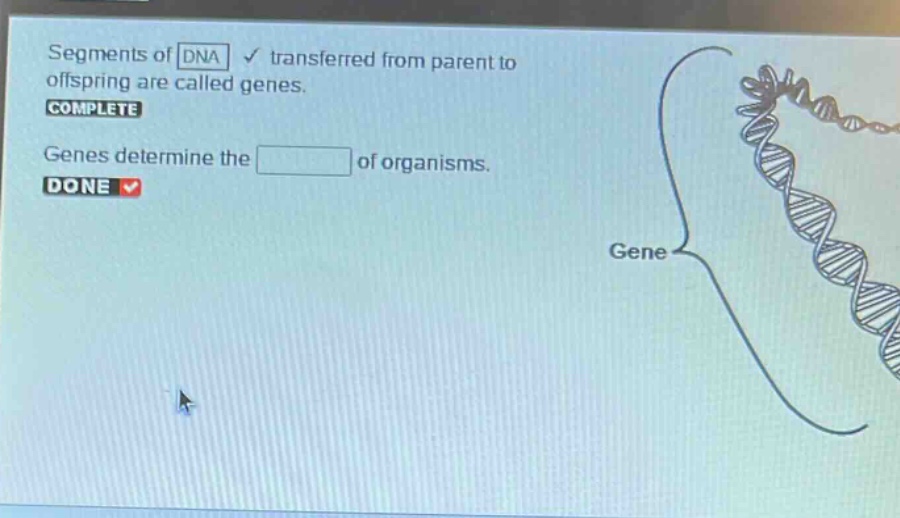 segments of dna transferred from parent to offspring are called genes. complete genes determine the of organisms. done