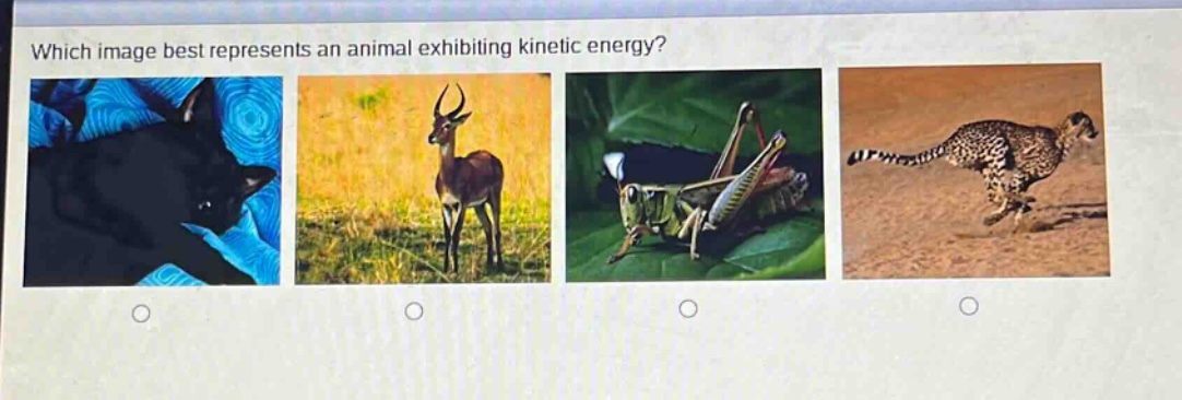 which image best represents an animal exhibiting kinetic energy?