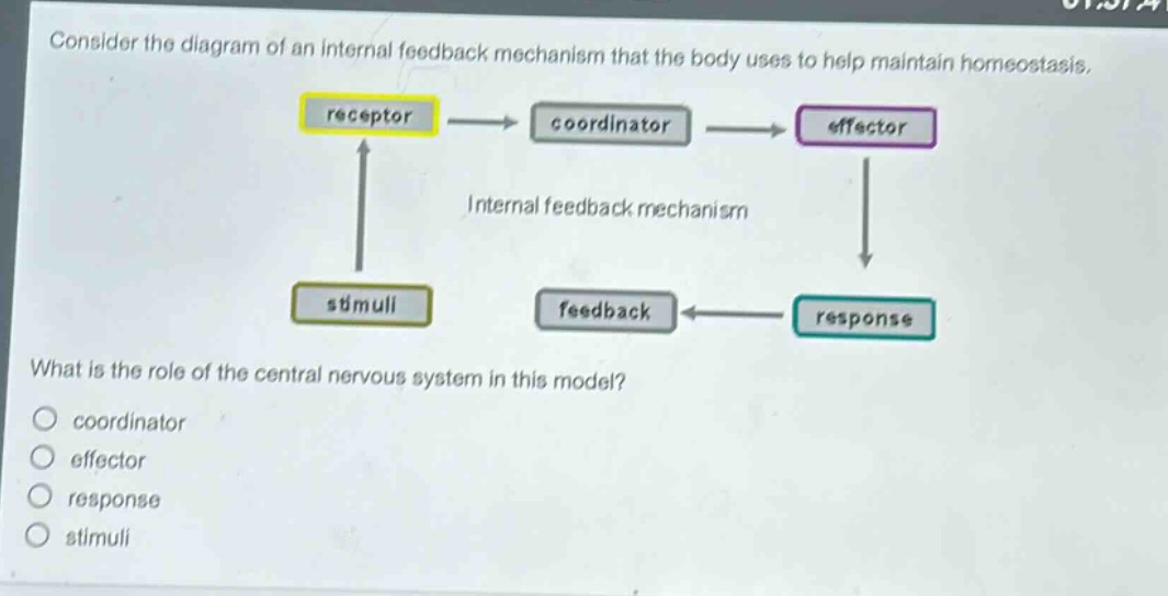 consider the diagram of an internal feedback mechanism that the body uses to help maintain homeostasis. what is the role of the central nervous system in this model? coordinator effector response stimuli