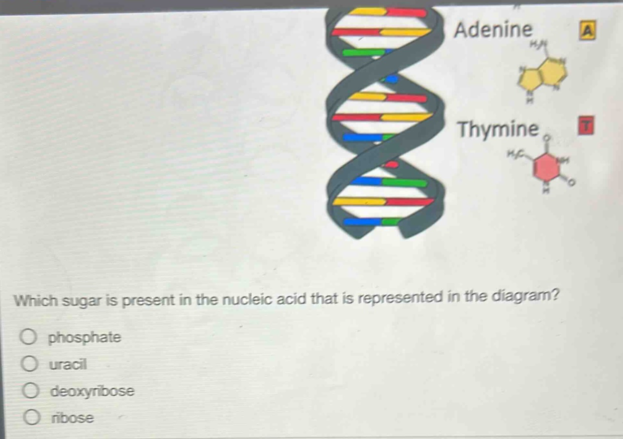 which sugar is present in the nucleic acid that is represented in the diagram?\nphosphate\nuracil\ndeoxyribose\nribose