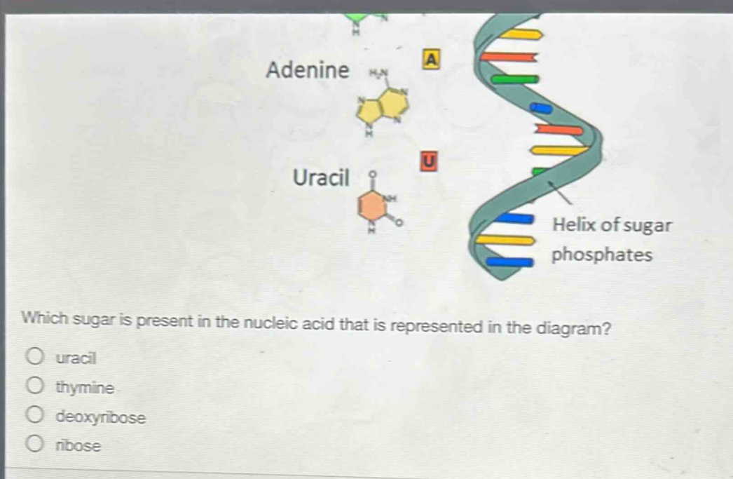 which sugar is present in the nucleic acid that is represented in the diagram?\nuracil\nthymine\ndeoxyribose\nribose