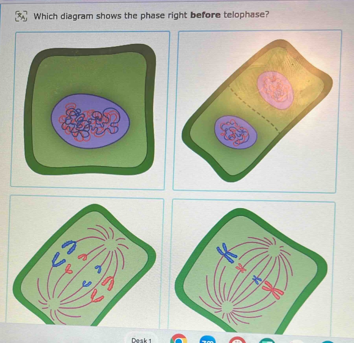 which diagram shows the phase right before telophase?