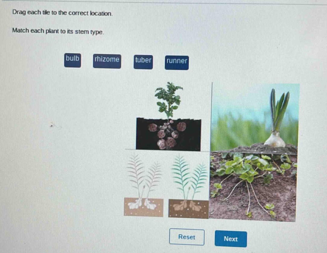 drag each tile to the correct location. match each plant to its stem type. bulb rhizome tuber runner reset next
