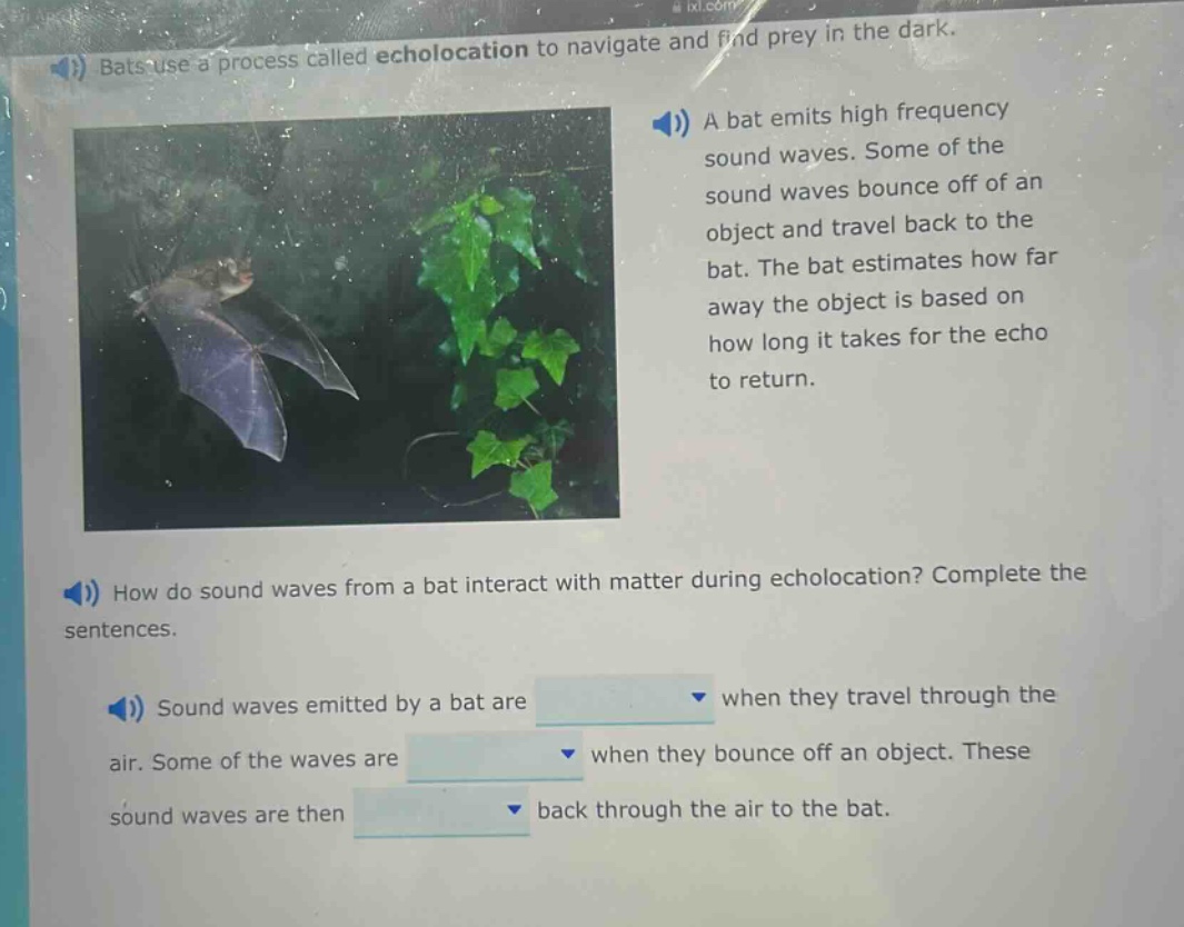 bats use a process called echolocation to navigate and find prey in the dark. a bat emits high frequency sound waves. some of the sound waves bounce off of an object and travel back to the bat. the bat estimates how far away the object is based on how long it takes for the echo to return. how do sound waves from a bat interact with matter during echolocation? complete the sentences. sound waves emitted by a bat are when they travel through the air. some of the waves are when they bounce off an object. these sound waves are then back through the air to the bat.