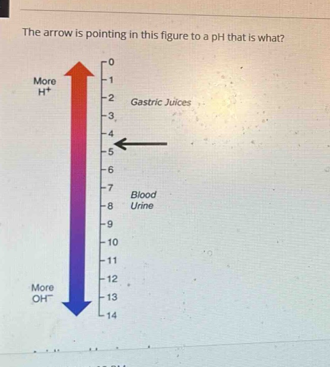 the arrow is pointing in this figure to a ph that is what? more h+ gastric juices blood urine more oh-