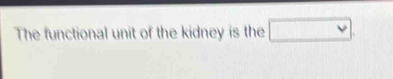 the functional unit of the kidney is the