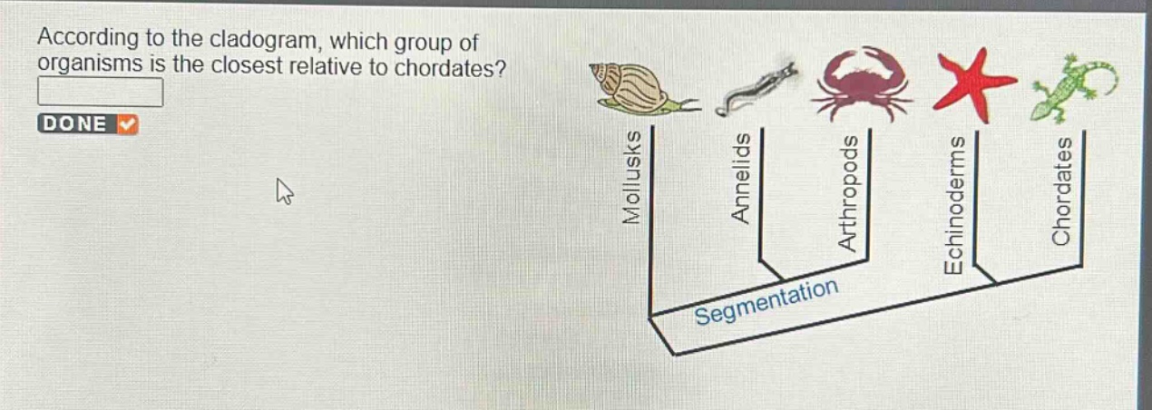 according to the cladogram, which group of organisms is the closest relative to chordates? done