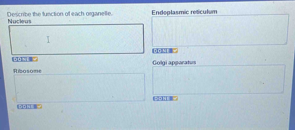 describe the function of each organelle. nucleus endoplasmic reticulum ribosome golgi apparatus