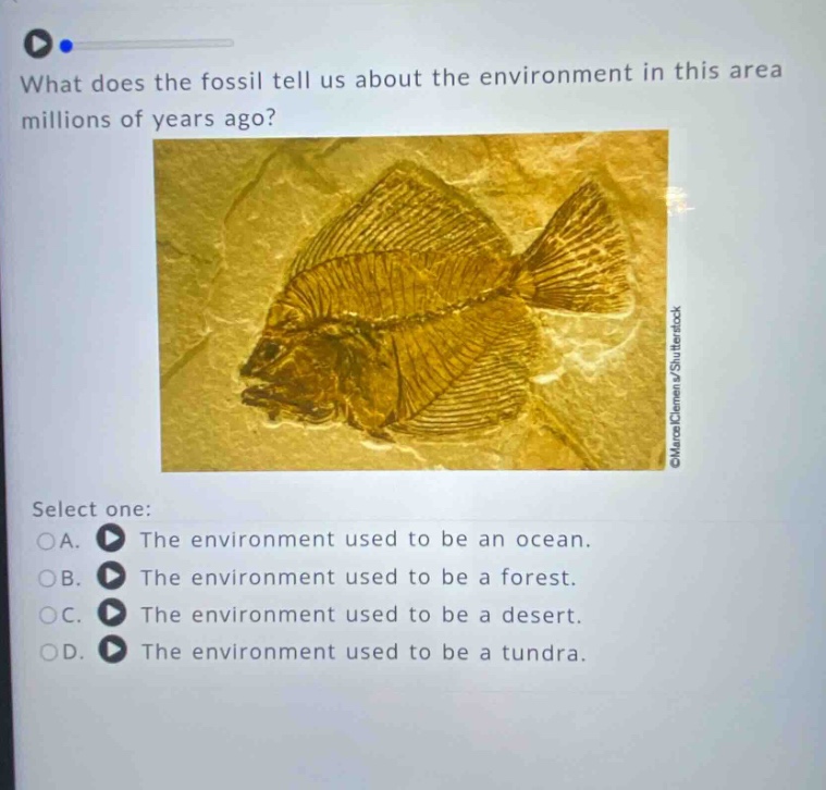 what does the fossil tell us about the environment in this area millions of years ago? select one: a. the environment used to be an ocean. b. the environment used to be a forest. c. the environment used to be a desert. d. the environment used to be a tundra.