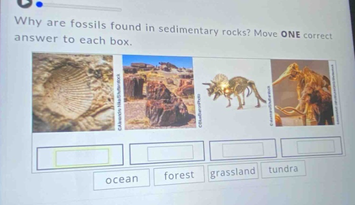 why are fossils found in sedimentary rocks? move one correct answer to each box. ocean forest grassland tundra