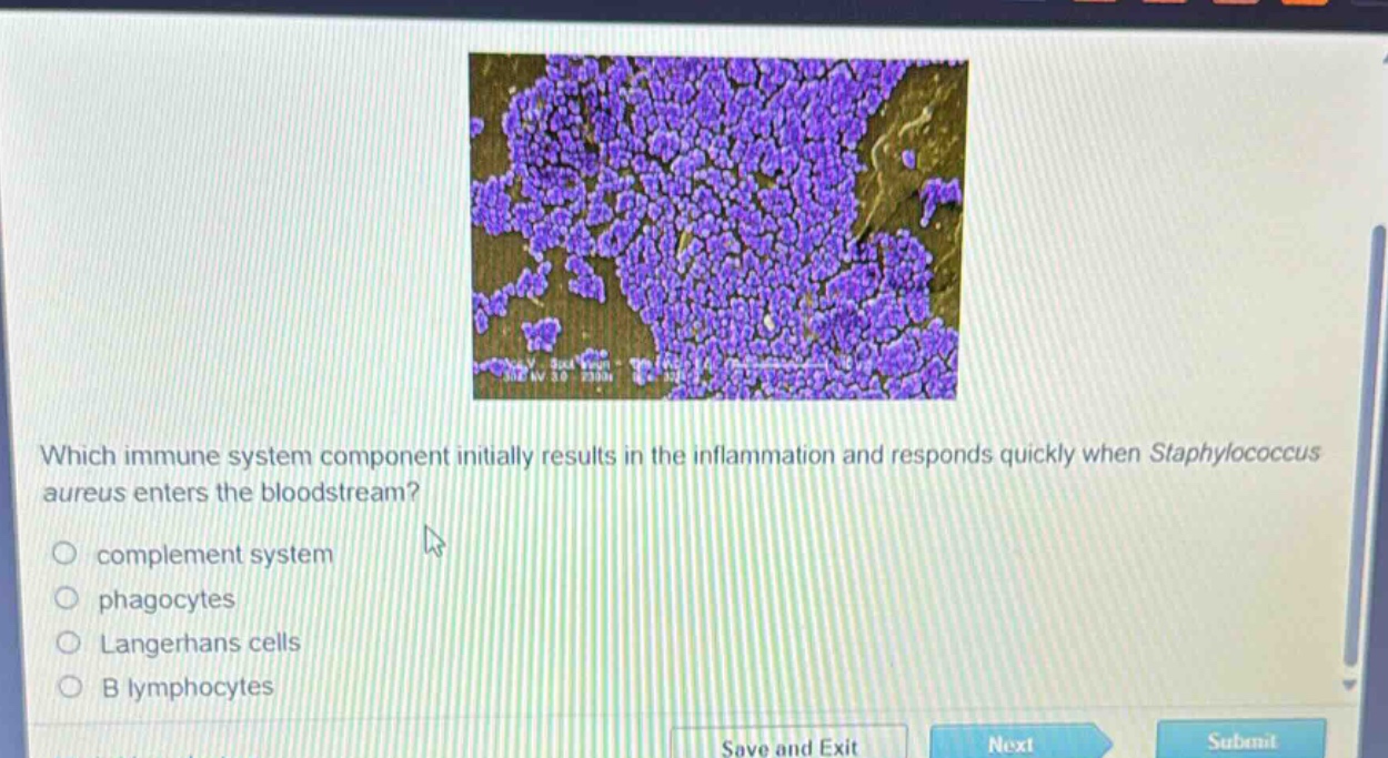 which immune system component initially results in the inflammation and responds quickly when staphylococcus aureus enters the bloodstream?\ncomplement system\nphagocytes\nlangerhans cells\nb lymphocytes