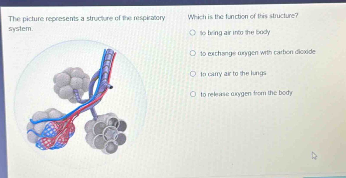 the picture represents a structure of the respiratory system. which is the function of this structure? to bring air into the body to exchange oxygen with carbon dioxide to carry air to the lungs to release oxygen from the body