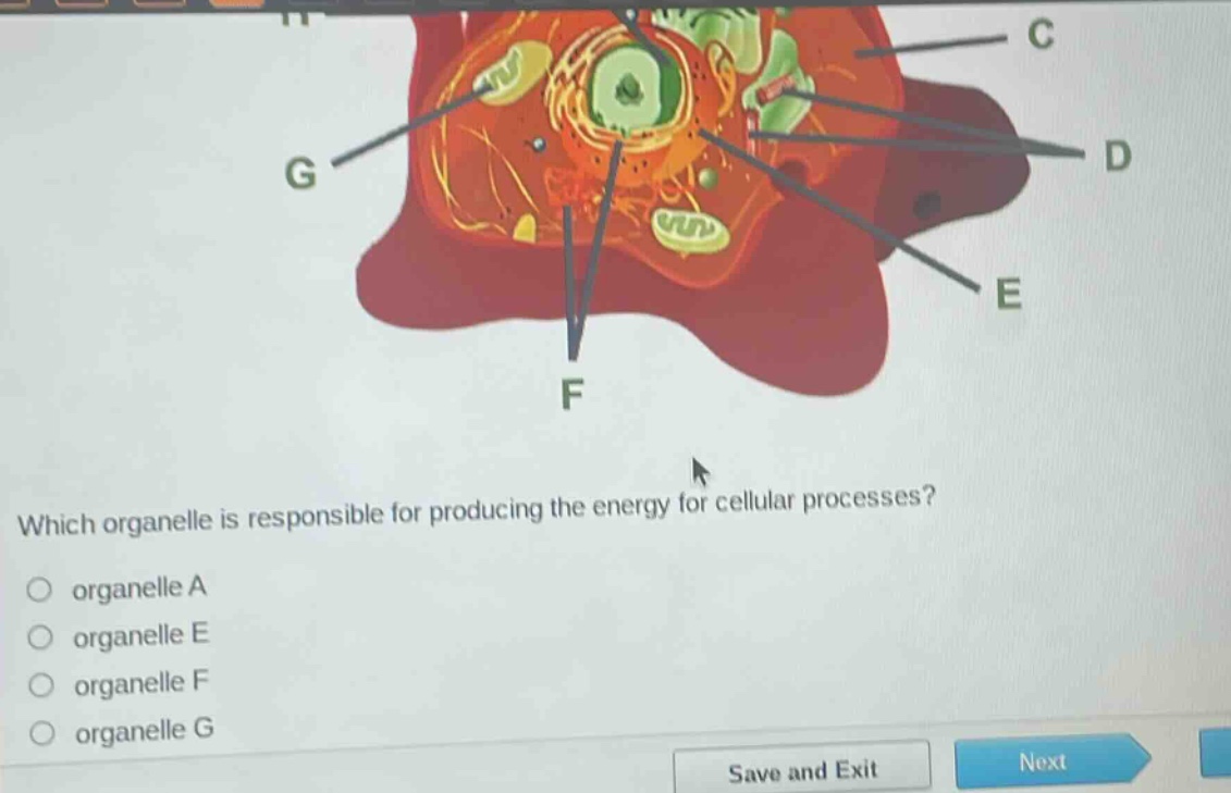 which organelle is responsible for producing the energy for cellular processes?\norganelle a\norganelle e\norganelle f\norganelle g