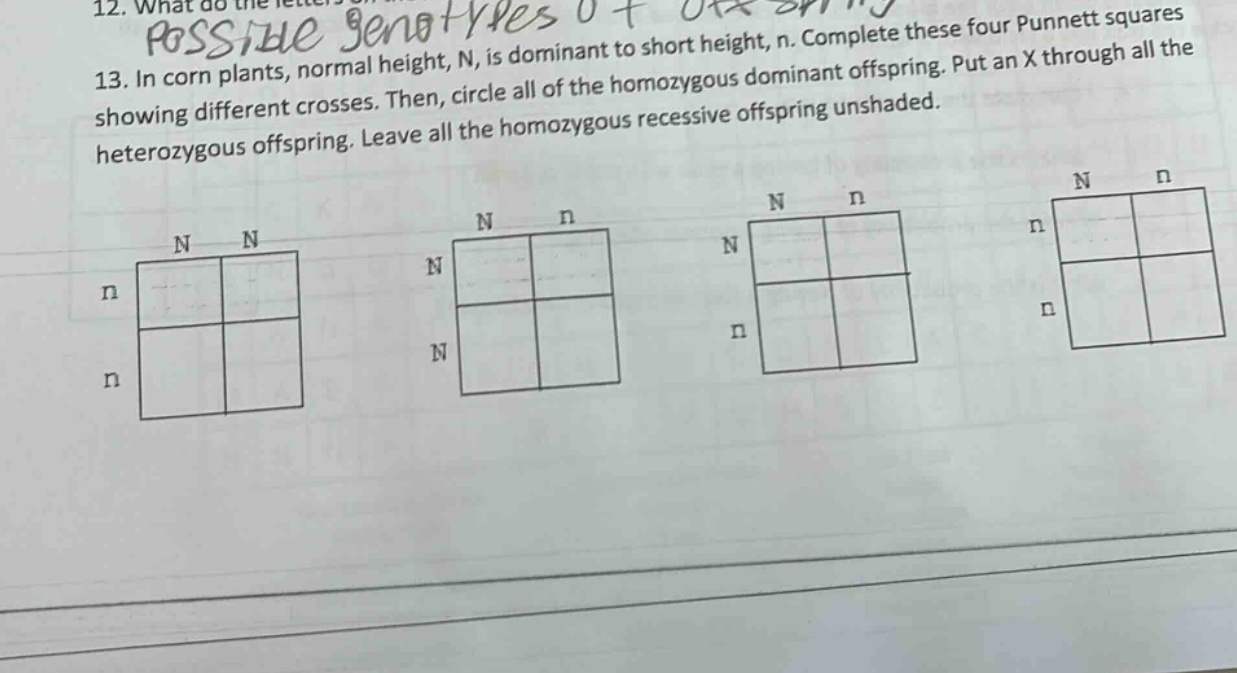 13. in corn plants, normal height, n, is dominant to short height, n. complete these four punnett squares showing different crosses. then, circle all of the homozygous dominant offspring. put an x through all the heterozygous offspring. leave all the homozygous recessive offspring unshaded.