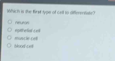 which is the first type of cell to differentiate?\nneuron\n epithelial cell\n muscle cell\n blood cell