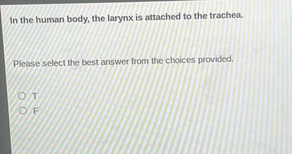 in the human body, the larynx is attached to the trachea. please select the best answer from the choices provided. o t o f