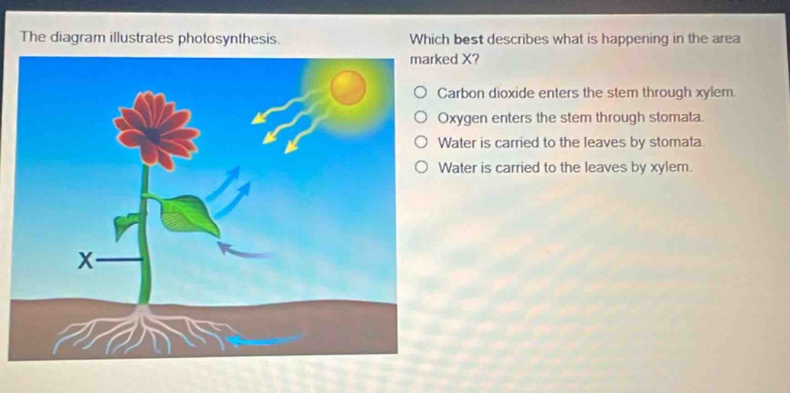 the diagram illustrates photosynthesis. which best describes what is happening in the area marked x? carbon dioxide enters the stem through xylem. oxygen enters the stem through stomata. water is carried to the leaves by stomata. water is carried to the leaves by xylem.