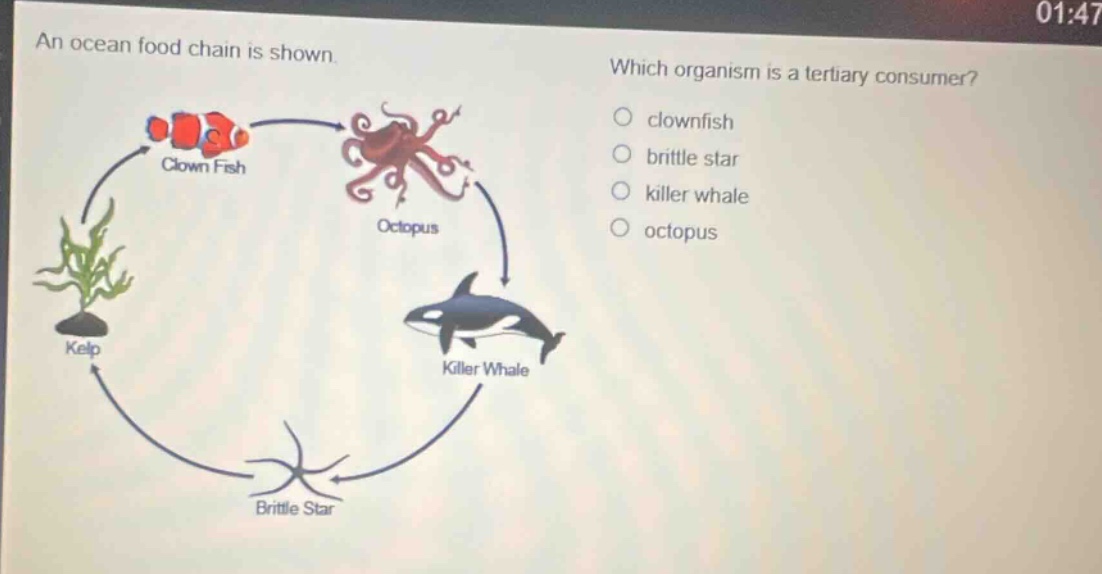 an ocean food chain is shown. which organism is a tertiary consumer? clownfish brittle star killer whale octopus